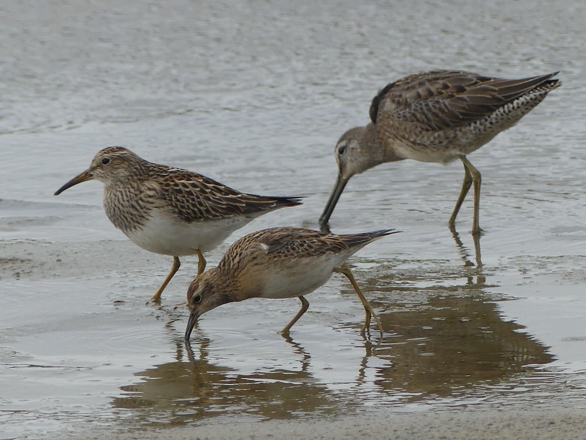 Sharp-tailed Sandpiper - ML623895466