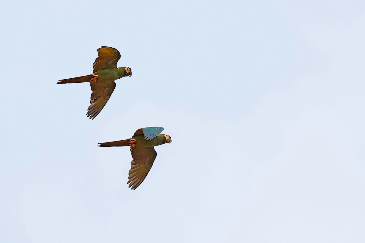 Yellow-collared Macaw - ML623895514