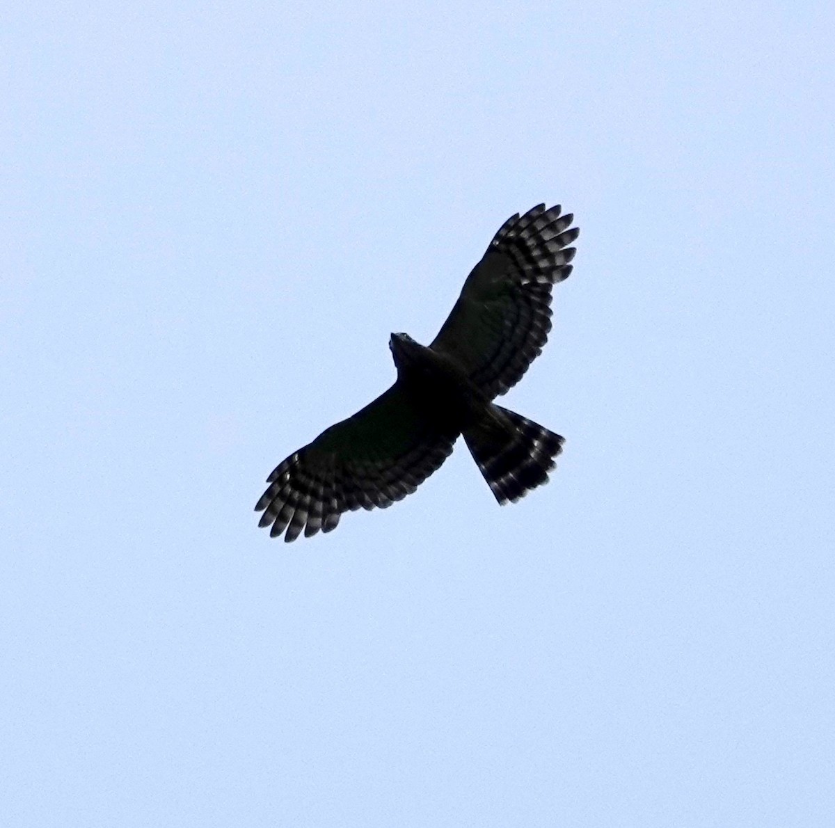 Double-toothed Kite - ML623895526