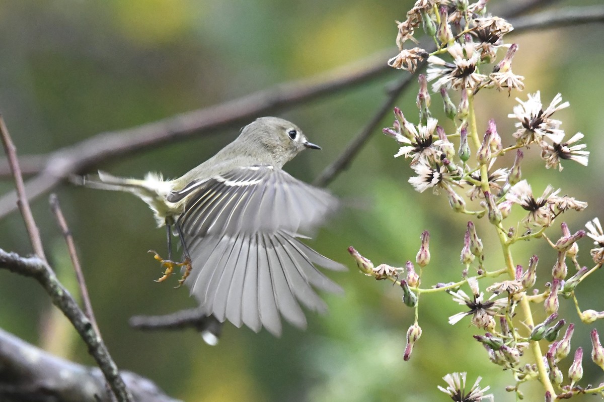 Ruby-crowned Kinglet - ML623895561