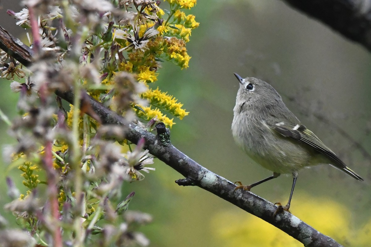 Ruby-crowned Kinglet - ML623895562