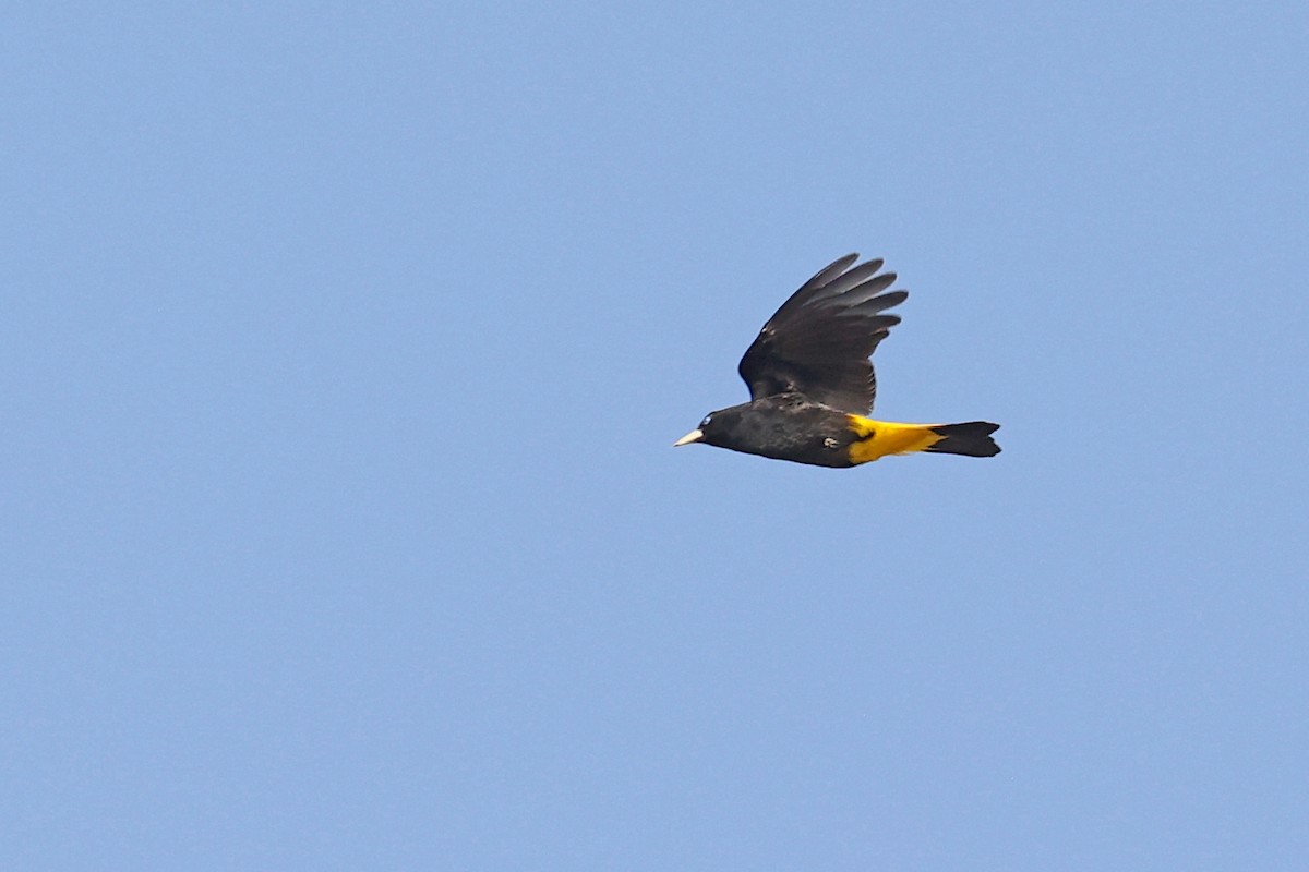 Yellow-rumped Cacique (Amazonian) - ML623895565