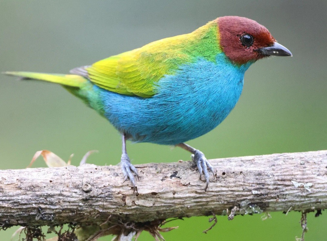 Bay-headed Tanager - ML623895567