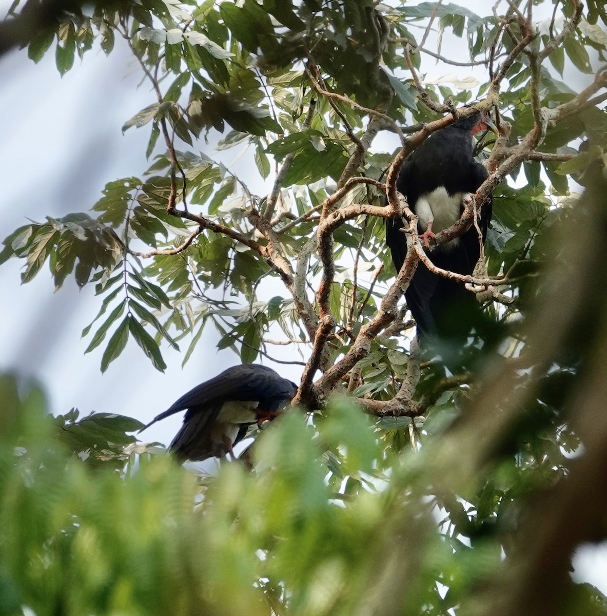 Red-throated Caracara - ML623895588