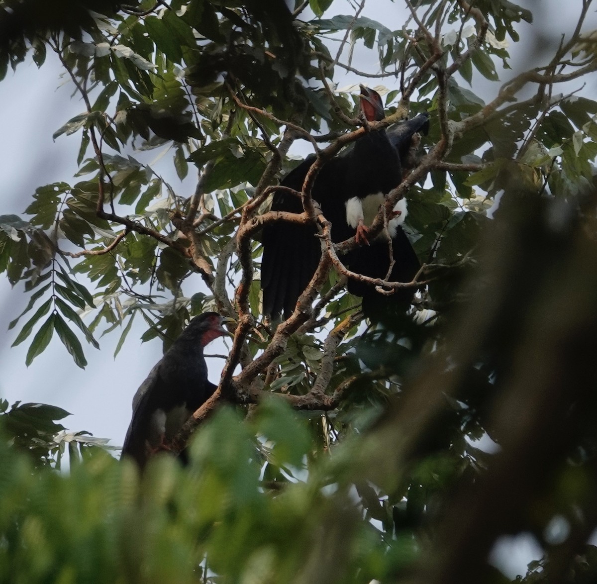 Red-throated Caracara - ML623895589