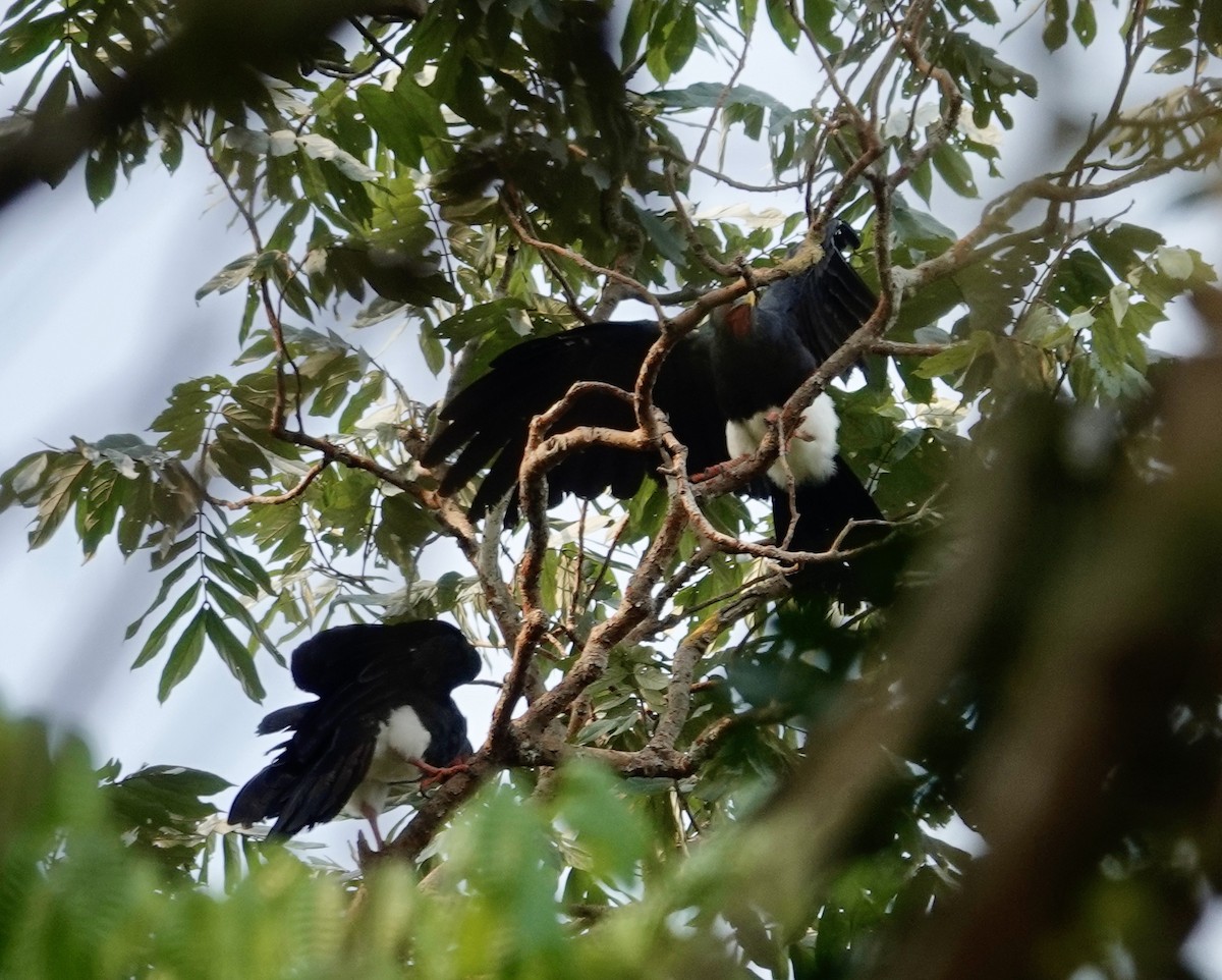 Red-throated Caracara - ML623895590