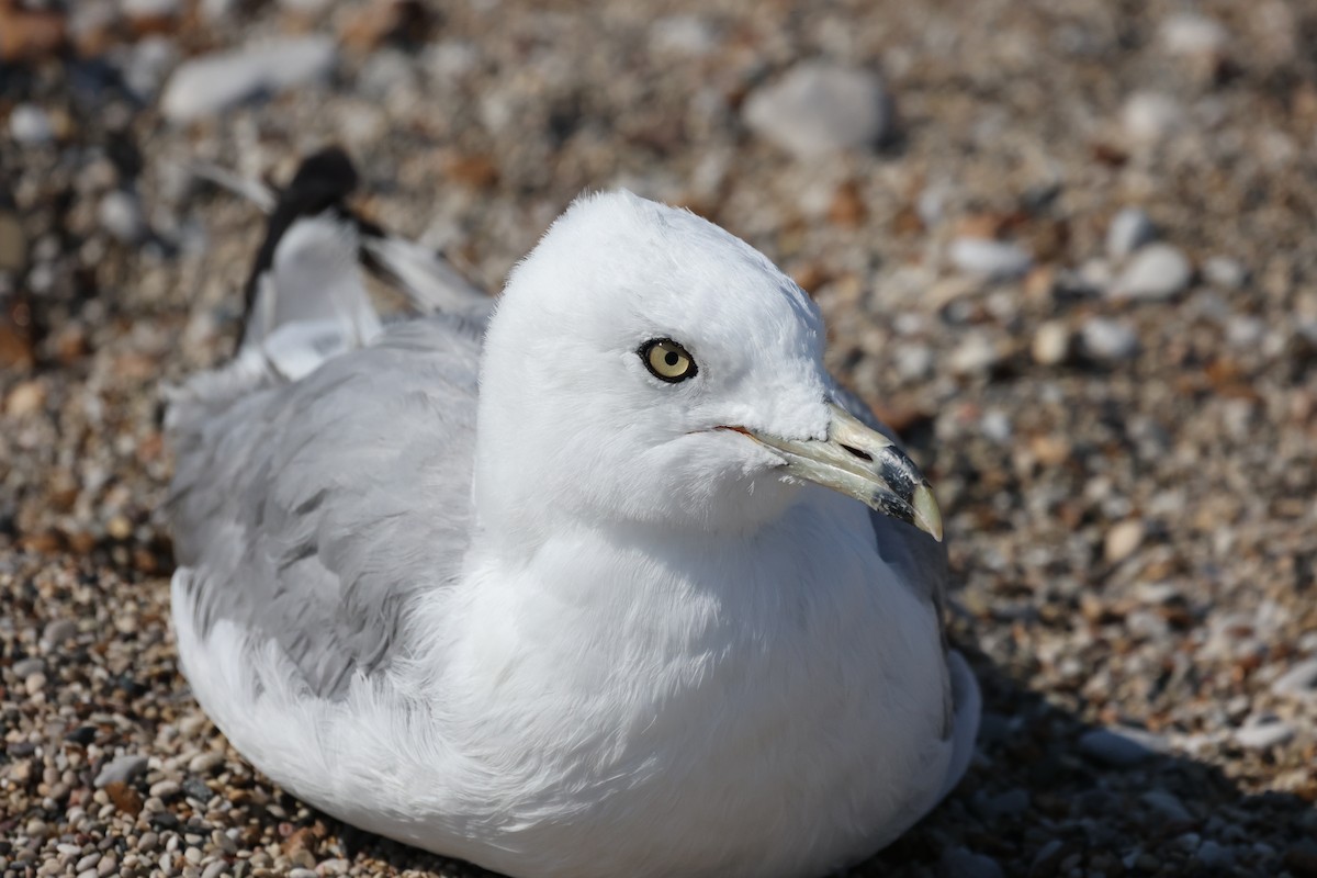 Gaviota de Delaware - ML623895631