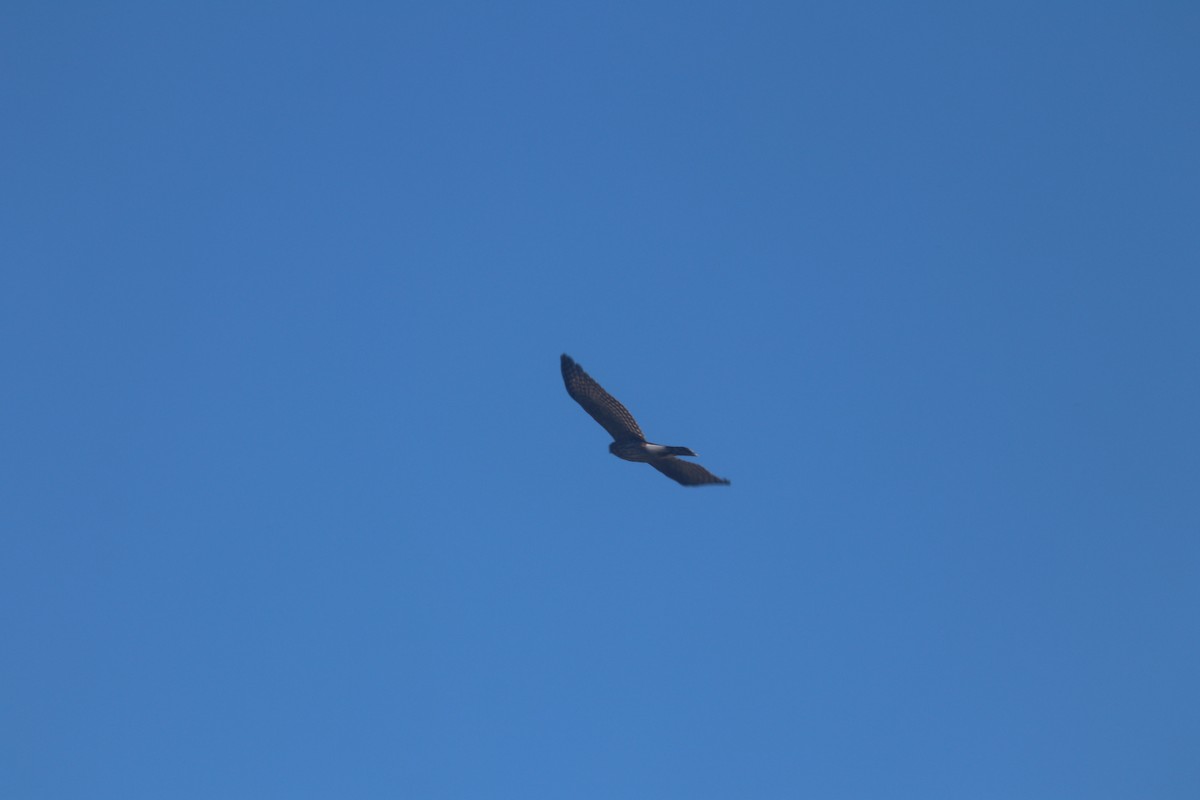 Sharp-shinned Hawk - Dave Cleary