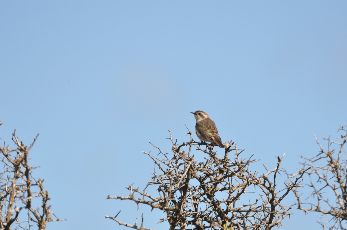 Horsfield's Bronze-Cuckoo - ML623895645