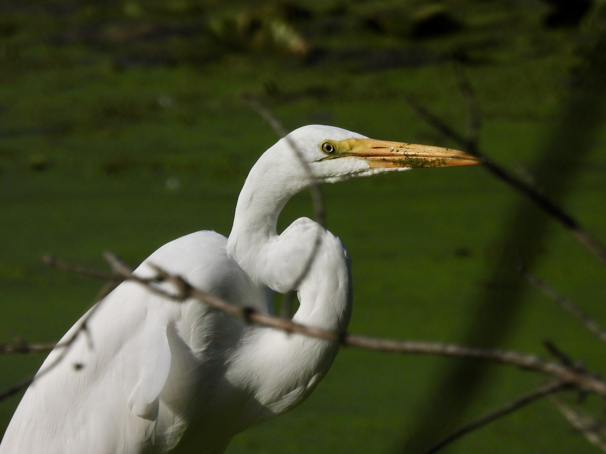 Great Egret - Laurie Miraglia