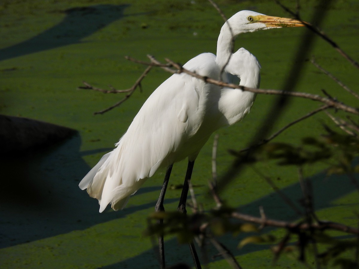 Great Egret - ML623895649