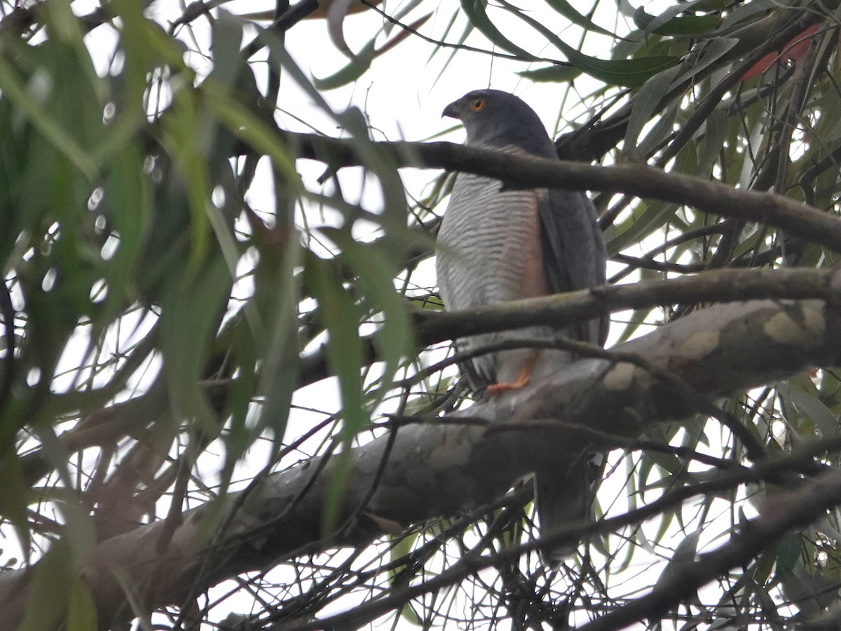 African Goshawk - ML623895654