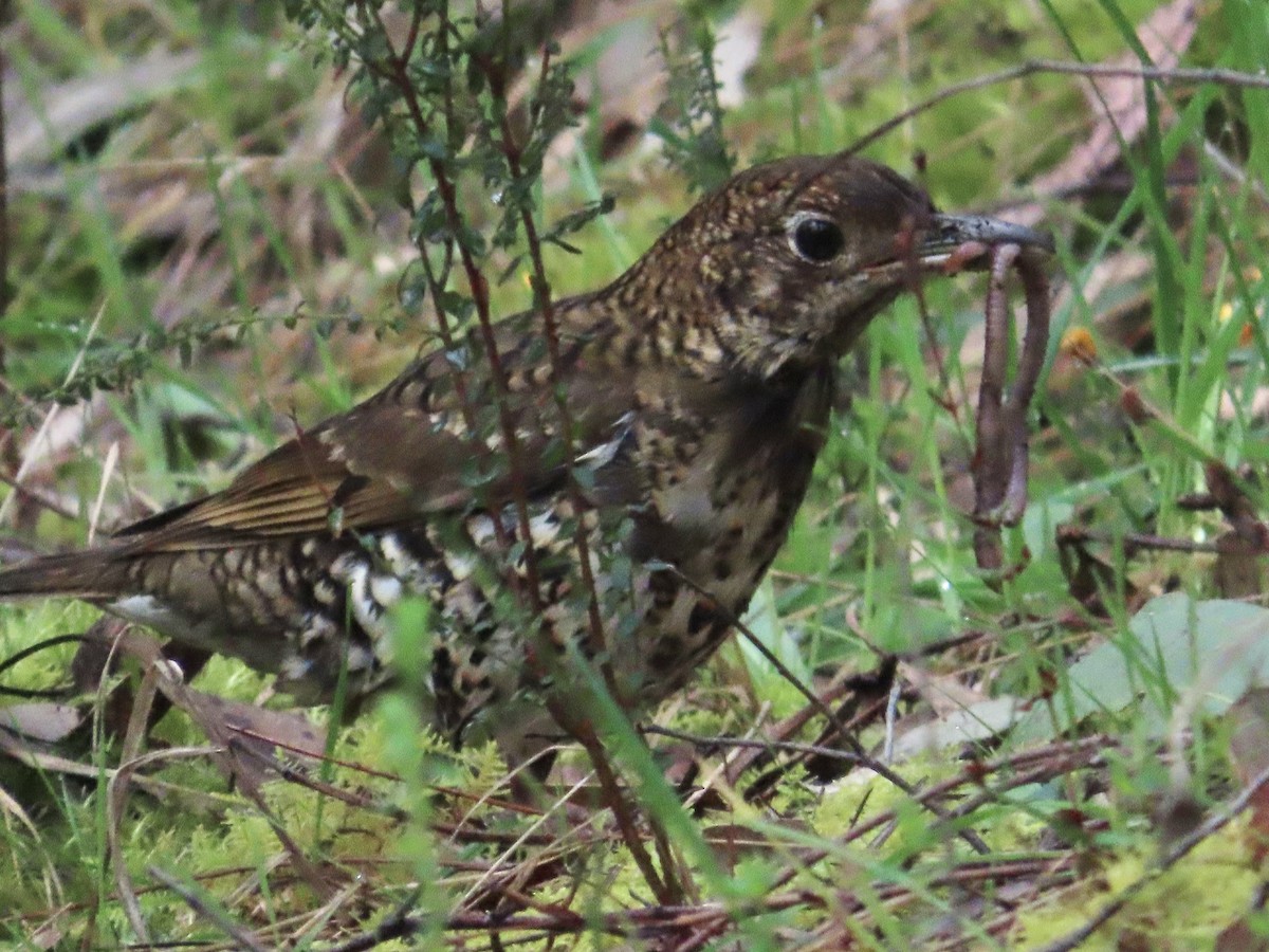 Bassian Thrush - ML623895688