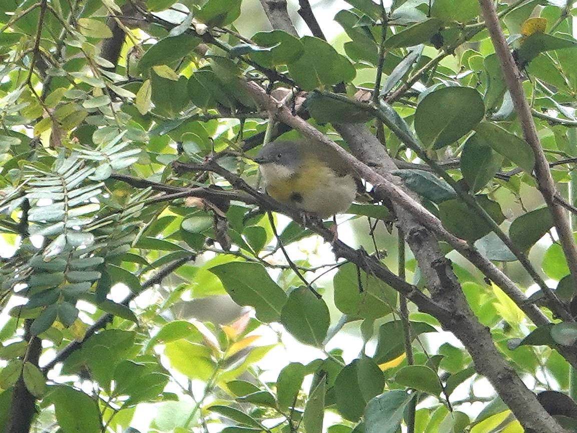 Yellow-breasted Apalis - ML623895701