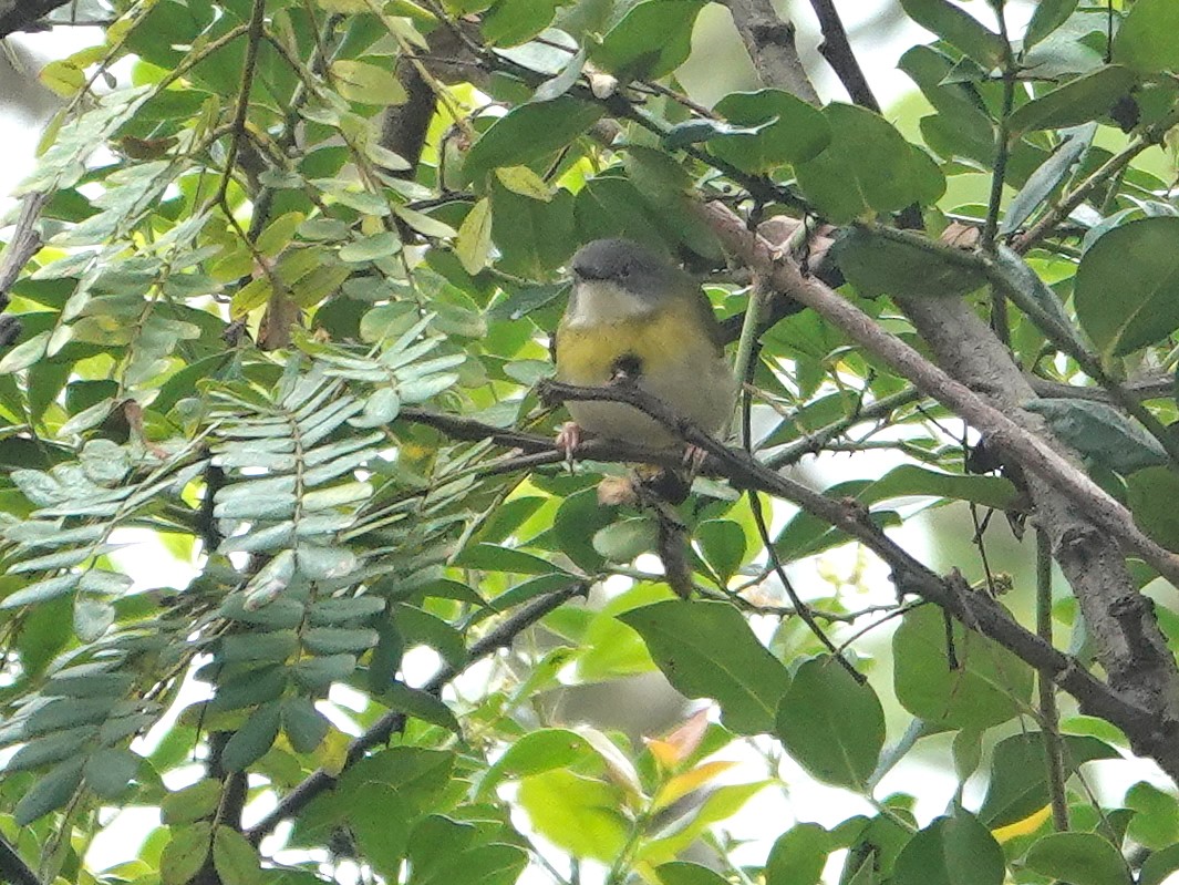 Yellow-breasted Apalis - ML623895702