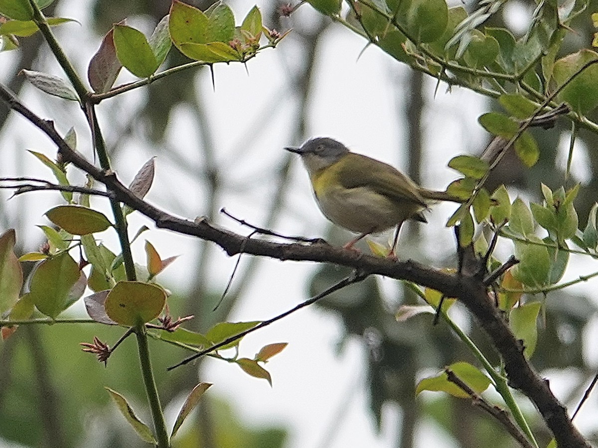 Yellow-breasted Apalis - ML623895704