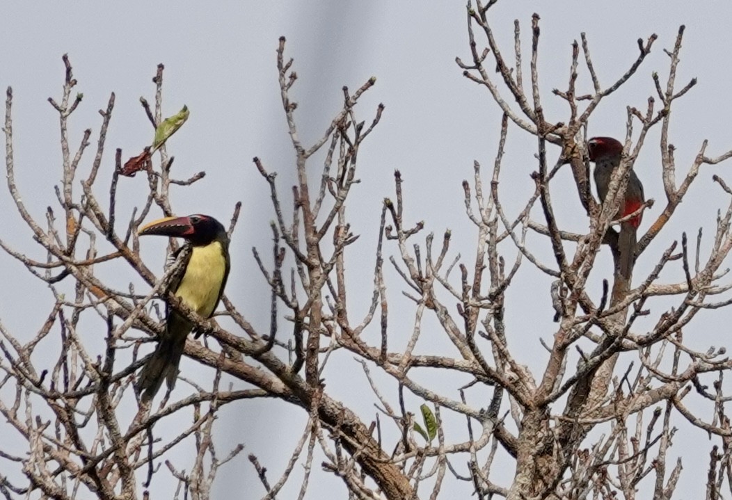 Green Aracari - ML623895710