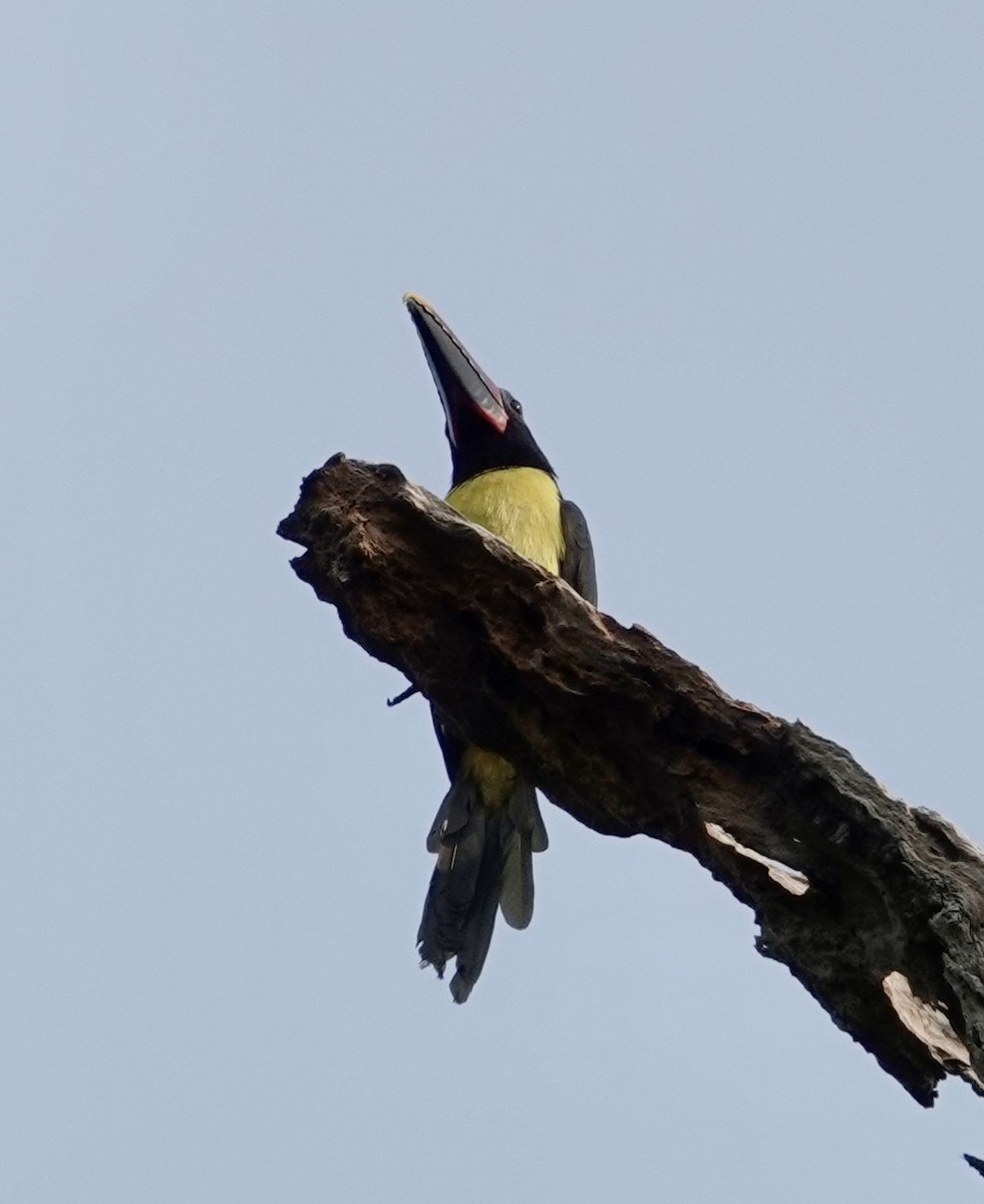 Green Aracari - ML623895711