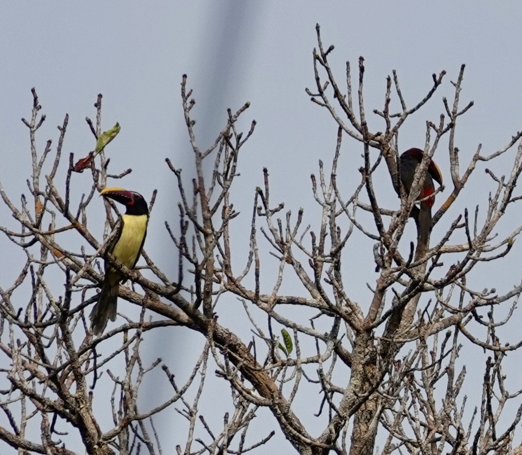 Green Aracari - ML623895712