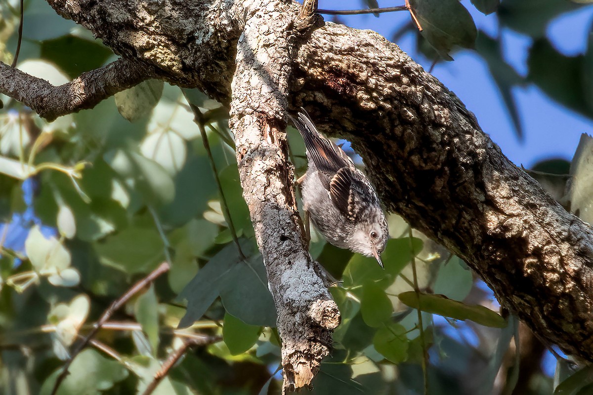 Varied Sittella (White-headed) - ML623895721