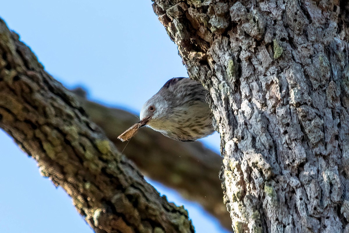 Varied Sittella (White-headed) - ML623895722