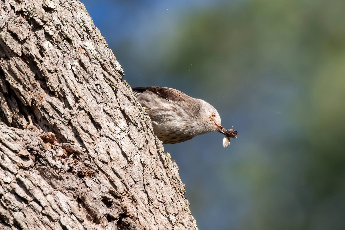 Varied Sittella (White-headed) - ML623895723