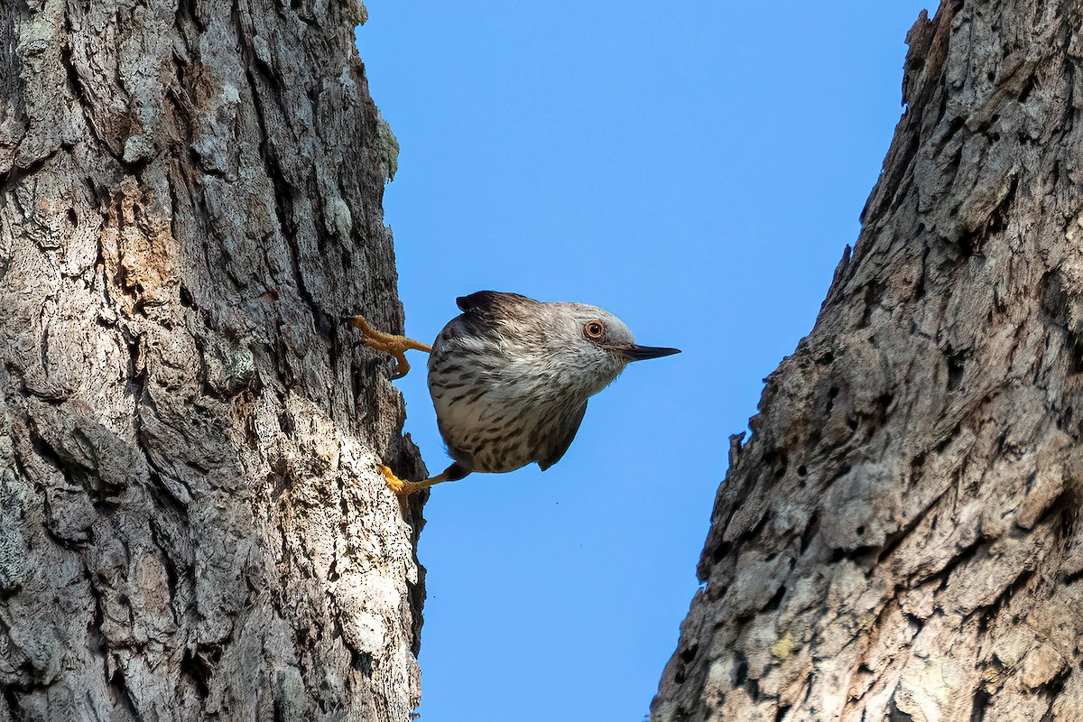 Varied Sittella (White-headed) - ML623895724