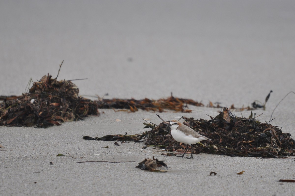 Red-capped Plover - ML623895730