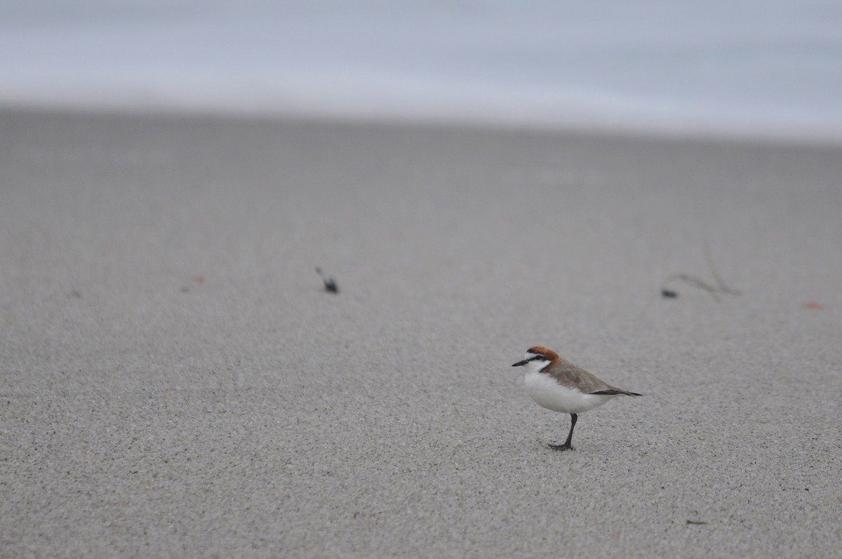 Red-capped Plover - ML623895736