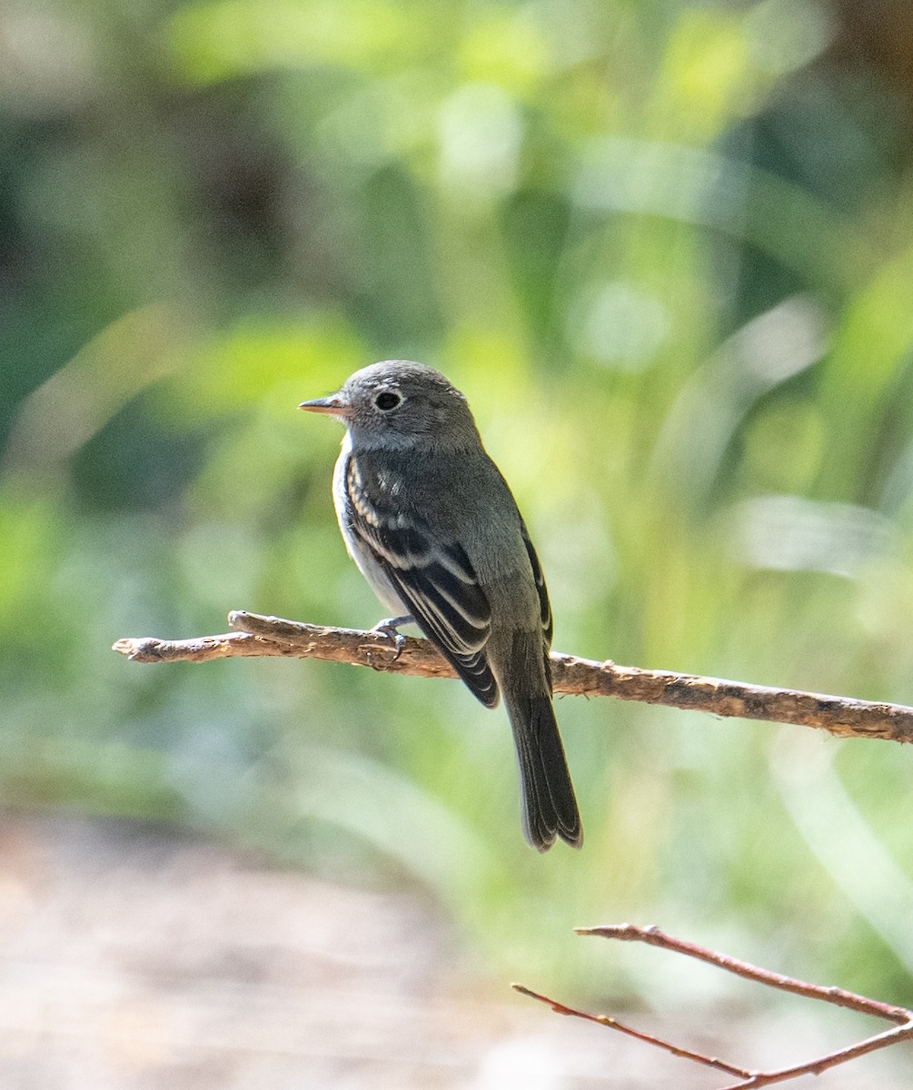 Dusky Flycatcher - ML623895749