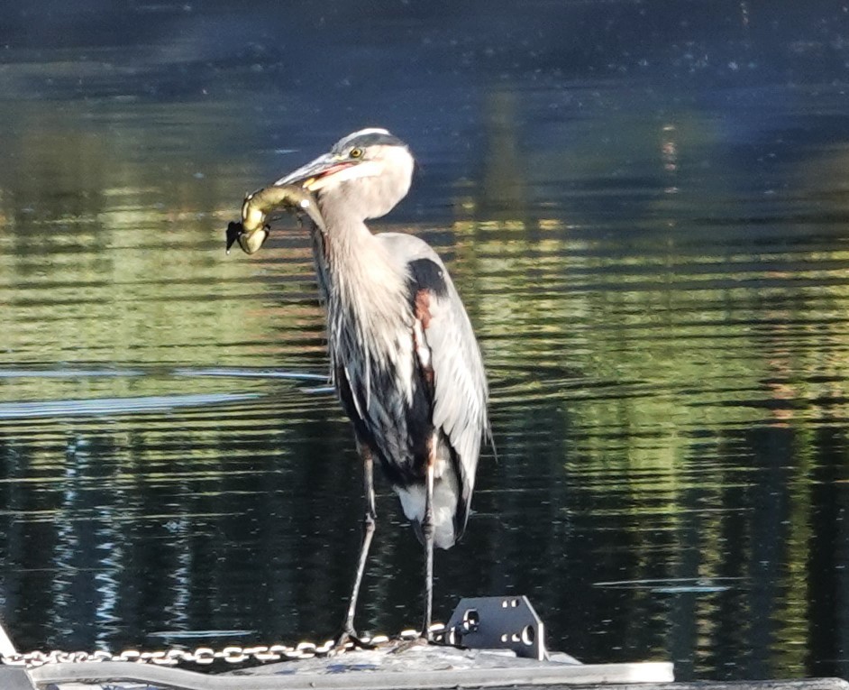 Great Blue Heron - ML623895768