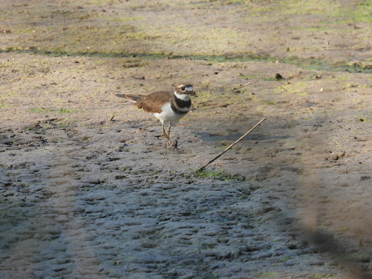 Killdeer - ML623895774