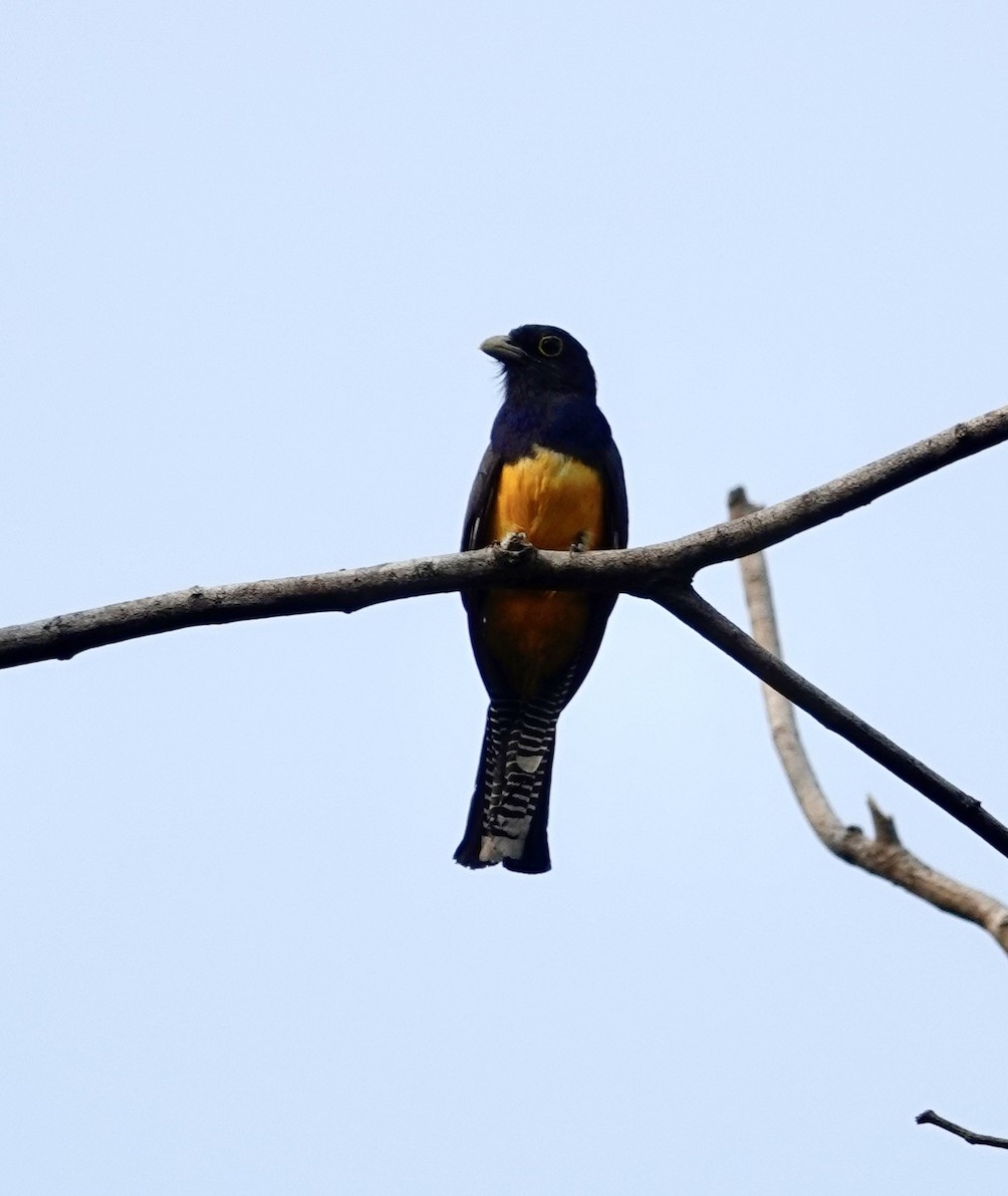 Guianan Trogon - ML623895799