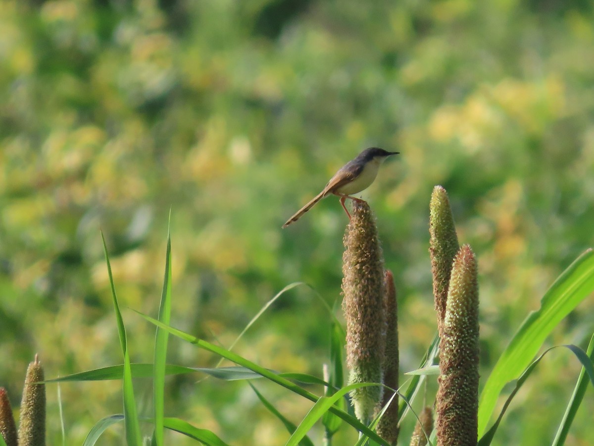 Ashy Prinia - ML623895802