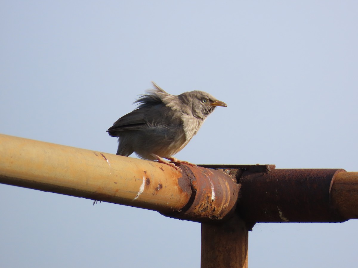 Jungle Babbler - ML623895804