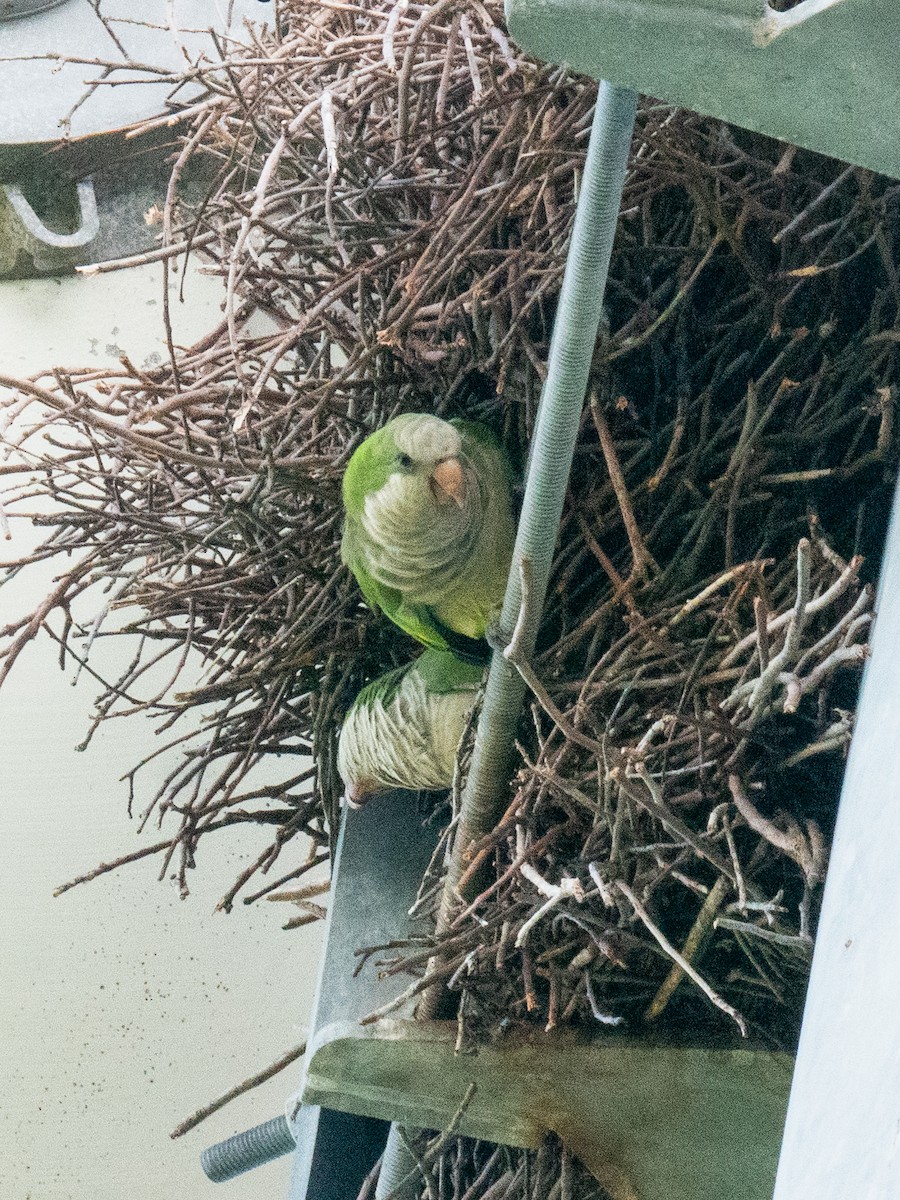 Monk Parakeet - ML623895819