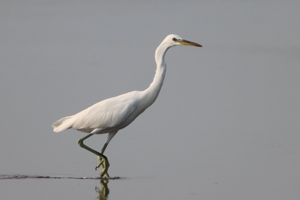 Chinese Egret - ML623895820