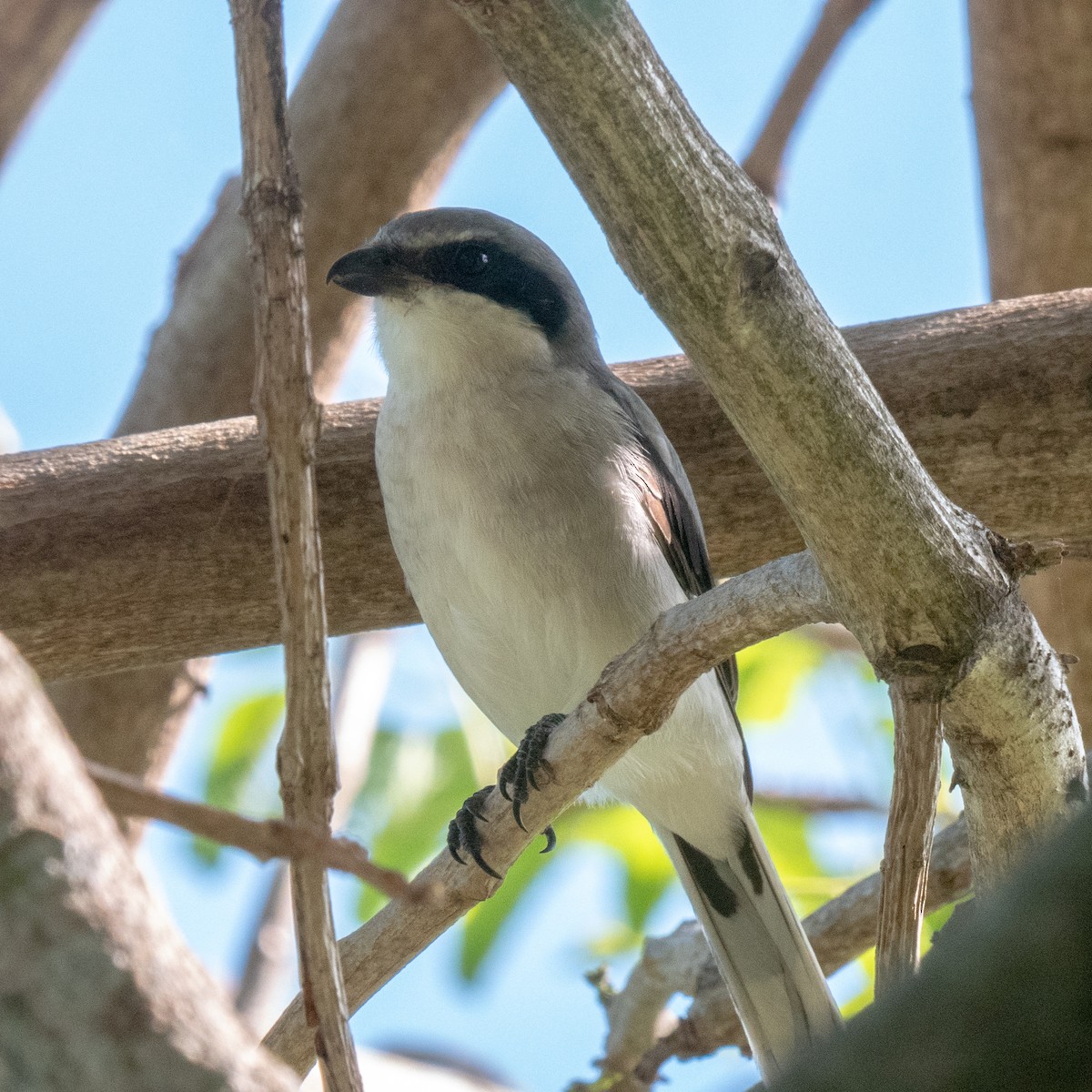 Loggerhead Shrike - ML623895832