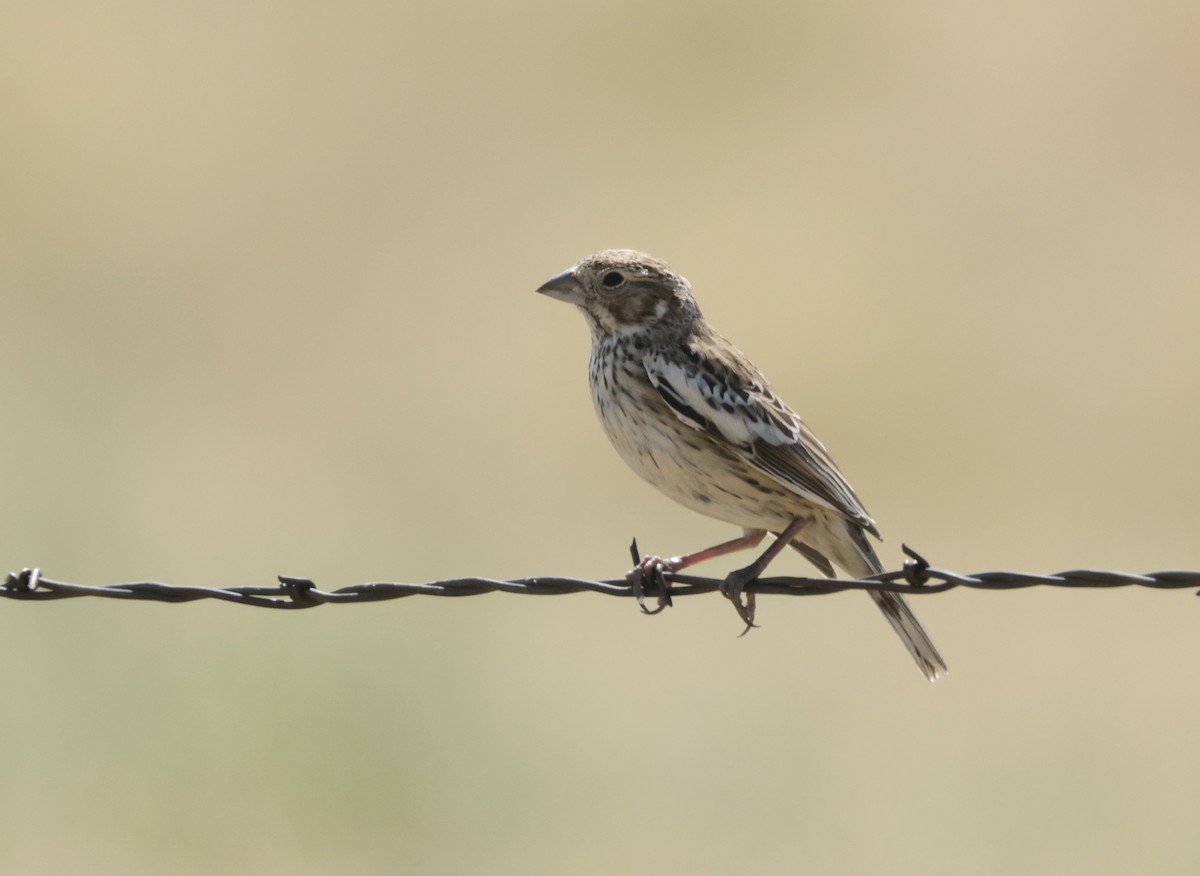 Lark Bunting - Ken Oeser