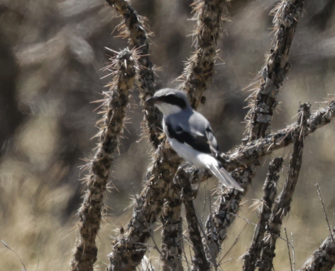 Loggerhead Shrike - ML623895864