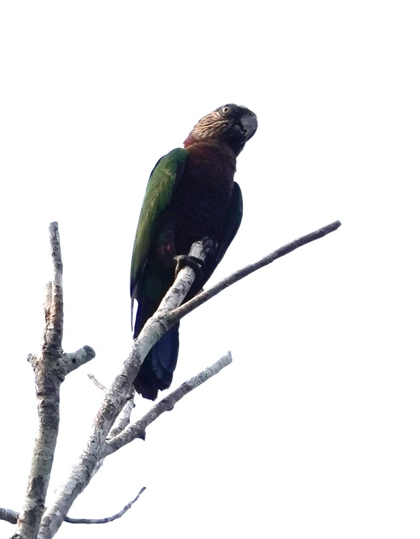 Red-fan Parrot - ML623895867