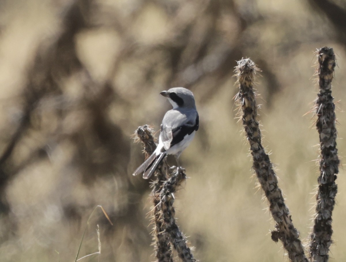 Loggerhead Shrike - ML623895871