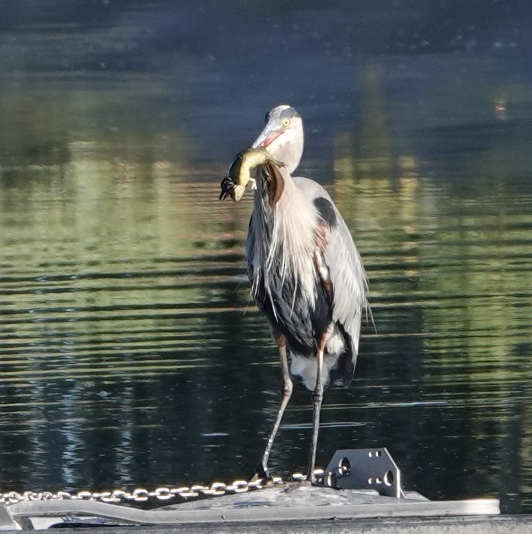 Great Blue Heron - ML623895877