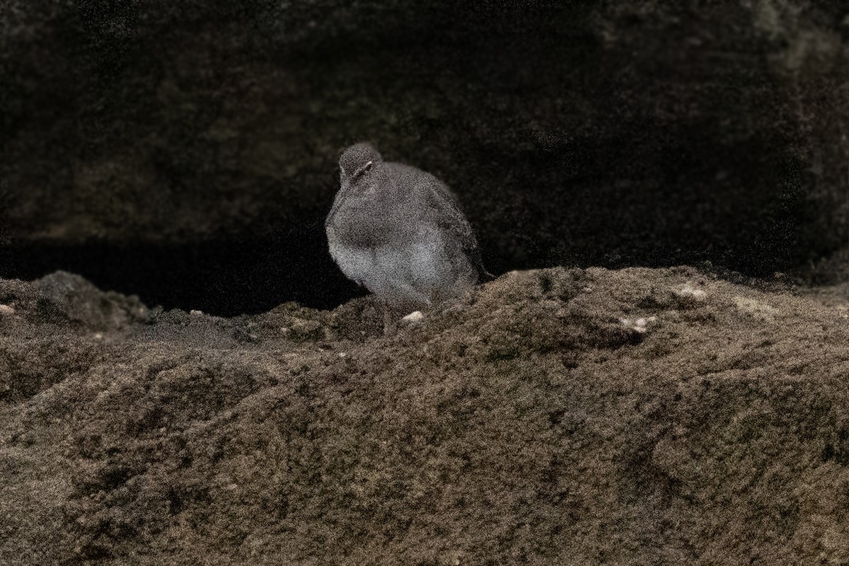 Wandering Tattler - ML623895899