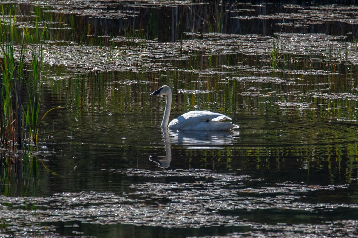 Trumpeter Swan - ML623895901