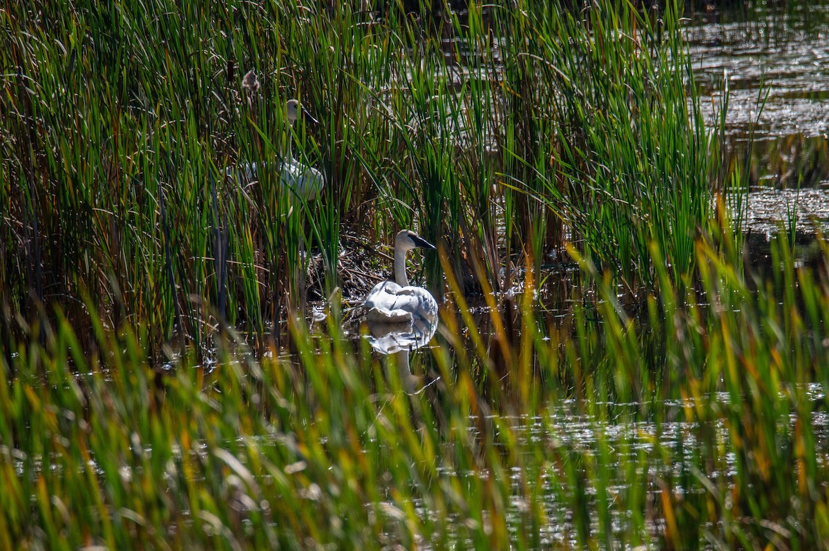 Trumpeter Swan - ML623895903