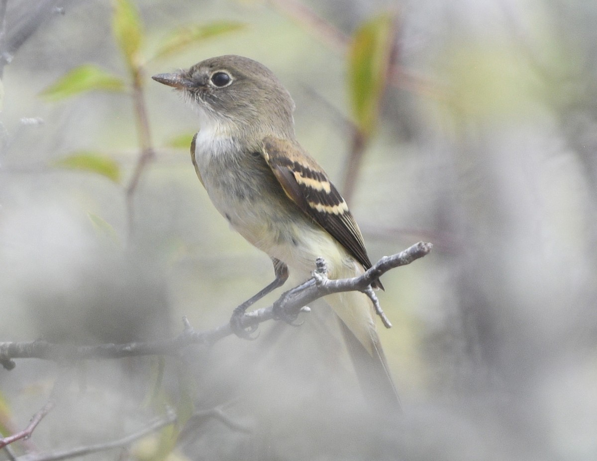 Alder Flycatcher - ML623895904