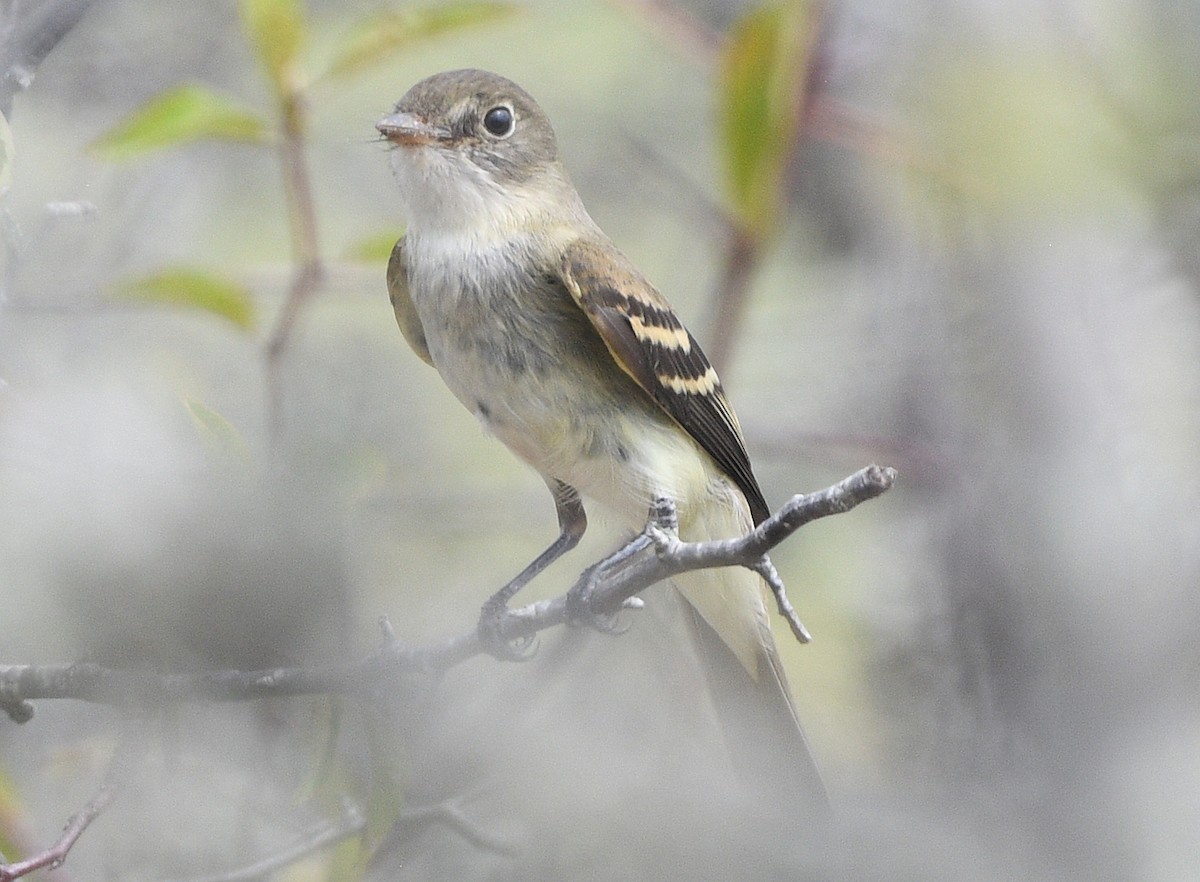 Alder Flycatcher - Elizabeth Hawkins