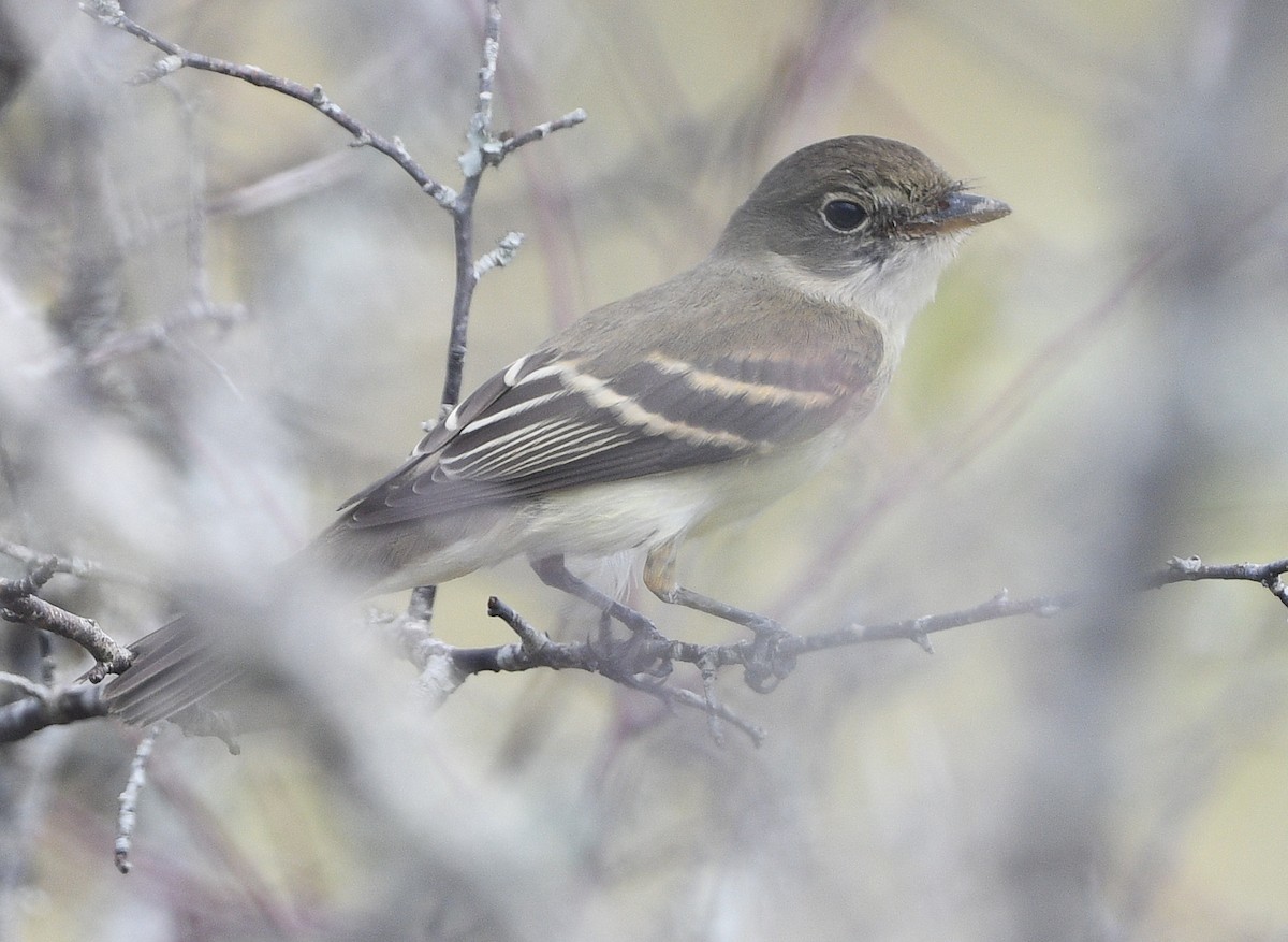 Alder Flycatcher - ML623895908