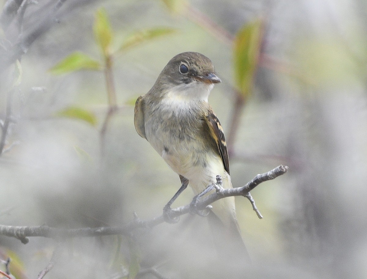 Alder Flycatcher - ML623895909